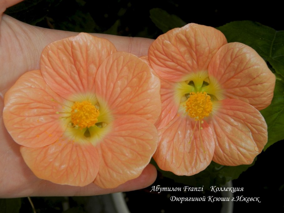 Абутилон лв-Диана