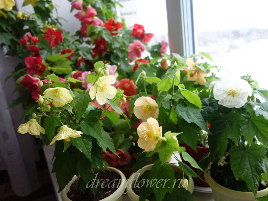 Абутилон белый