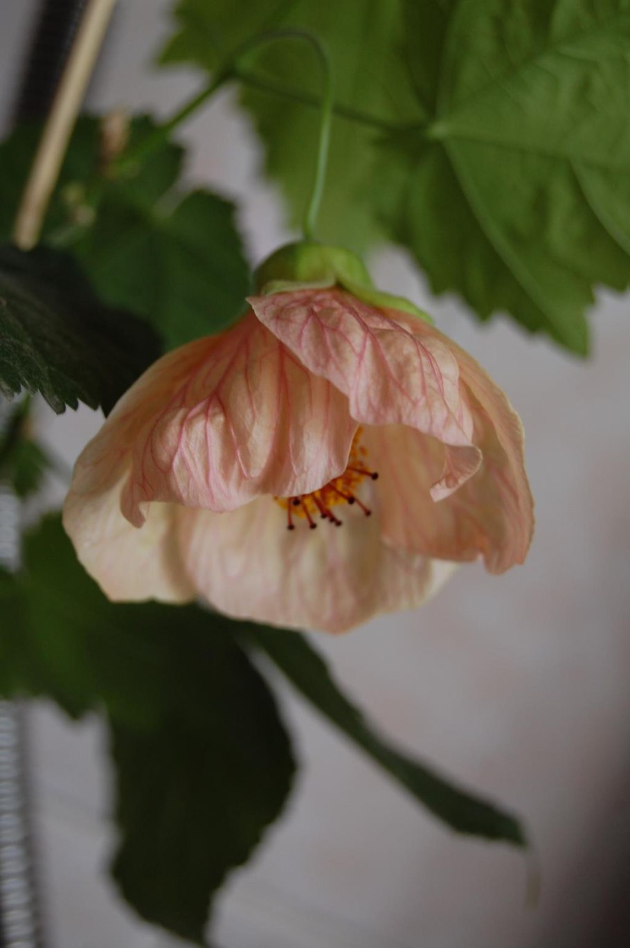 Абутилон оранжевое лето