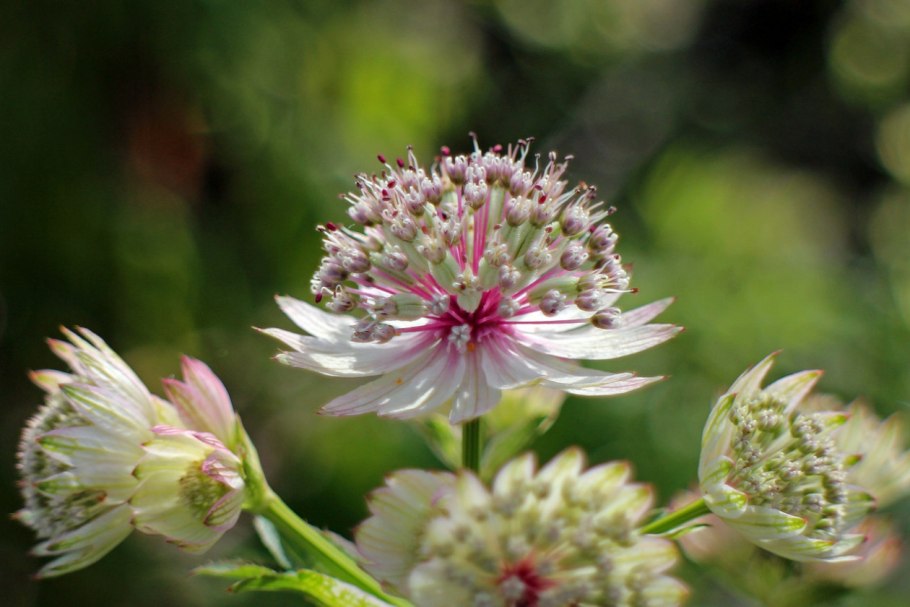 Астранция Astrantia Major. Ruby cloud