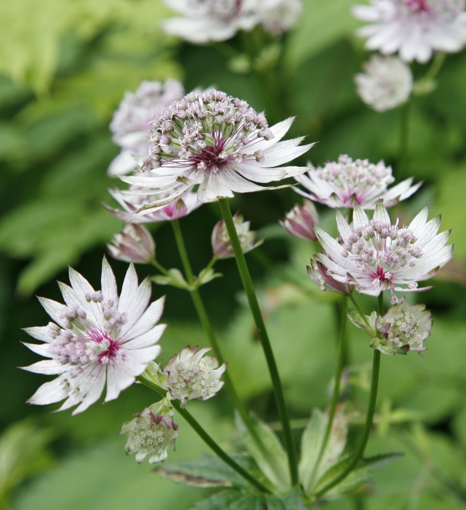 Astrantia Major Flower