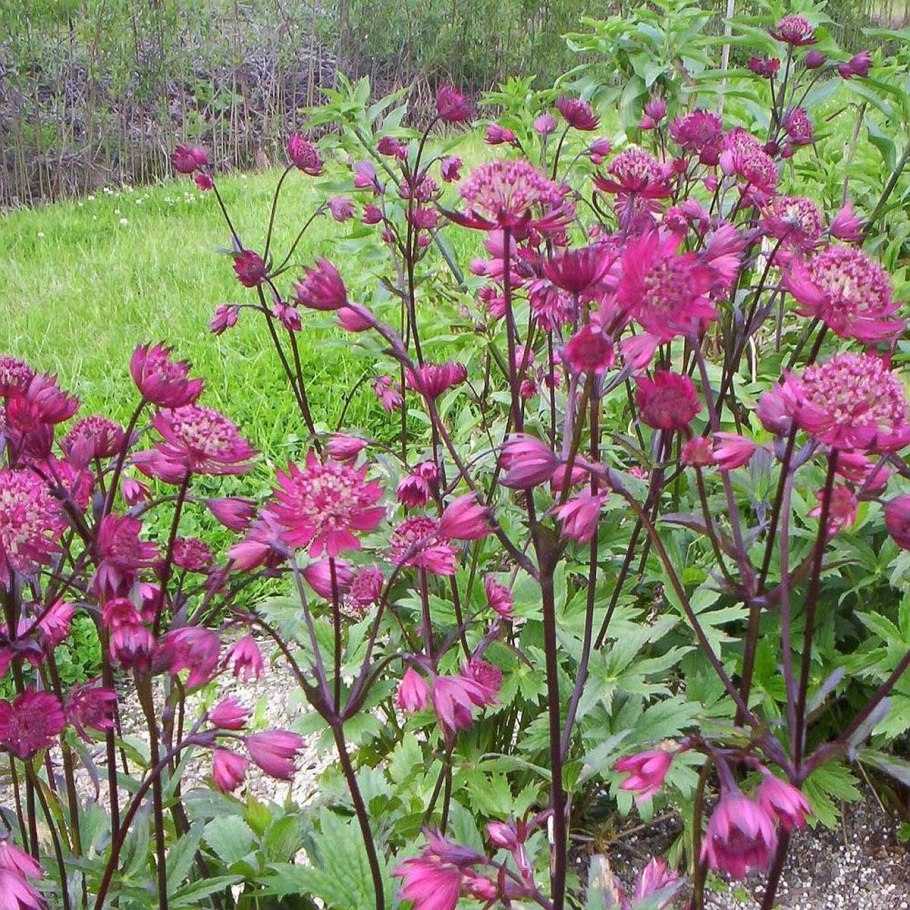 Астранция большая ROMA