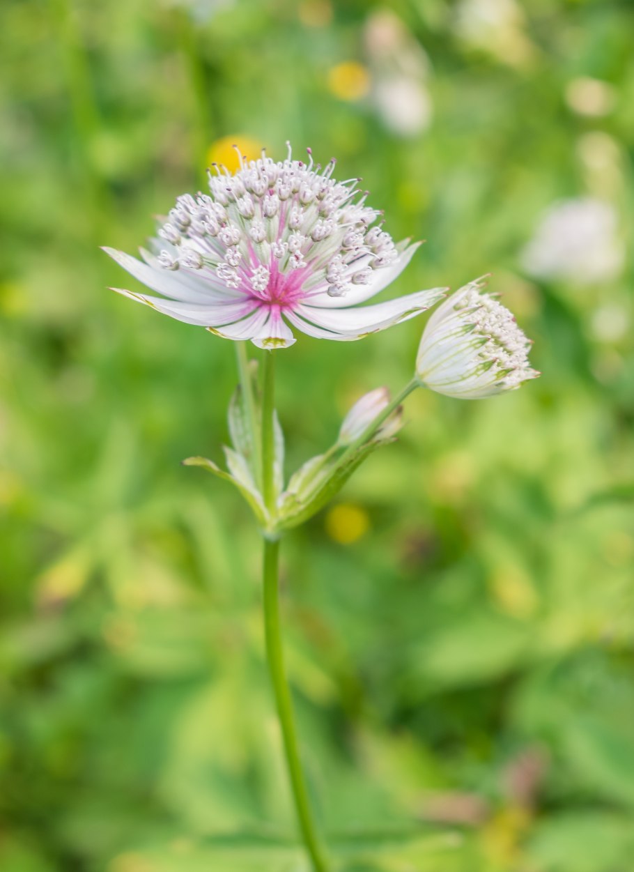 Астранция ROMA