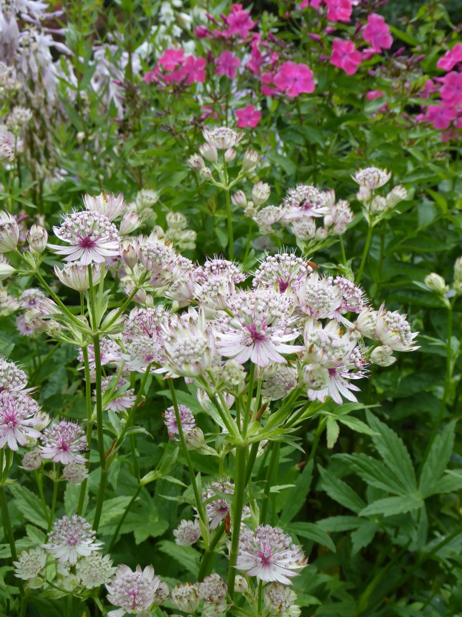 Астранция Star of Love