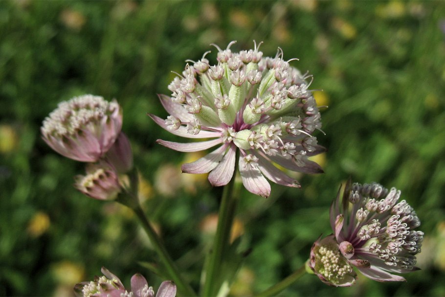 Astrantia Major rubra