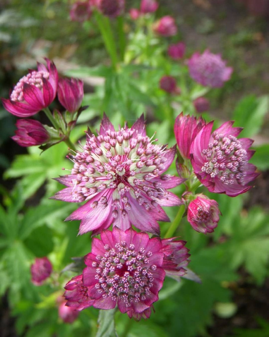 White giant Астранция