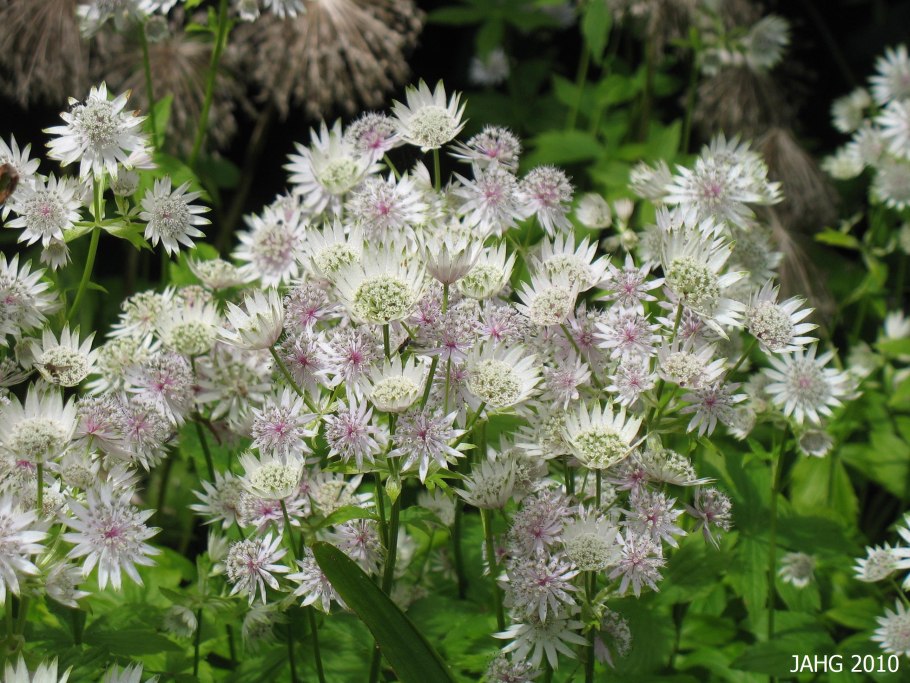 Астранция Мэйджор