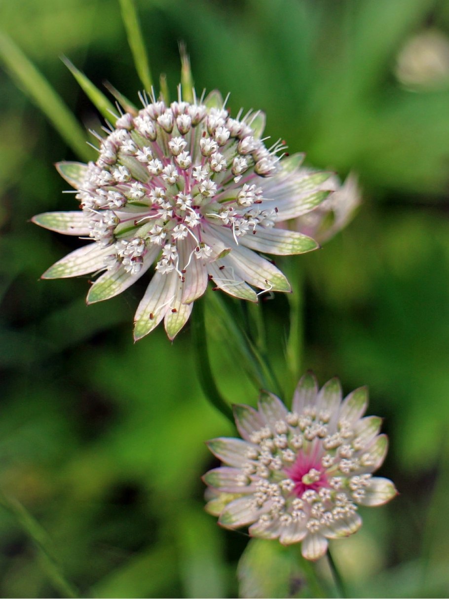 Астранция Сноу Стар