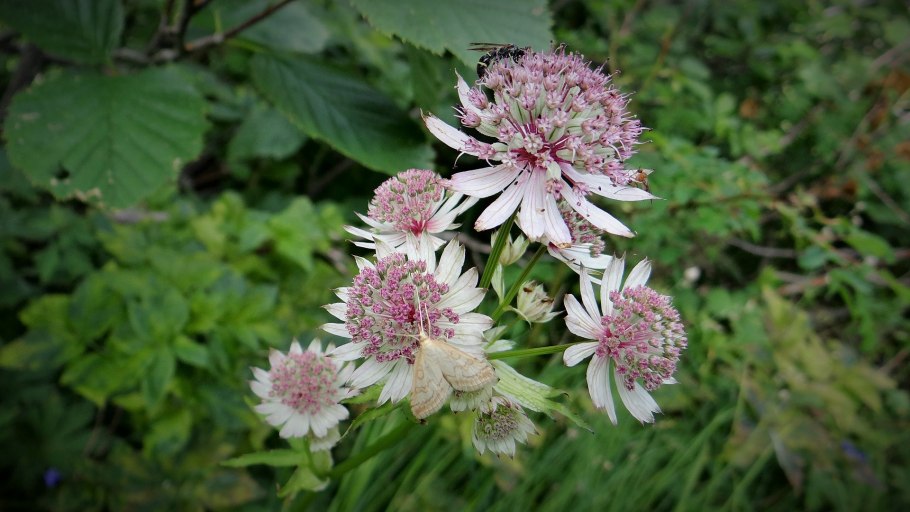 Astrantia Major Moulin rouge