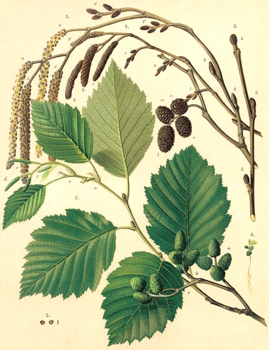 Alnus fruticosa