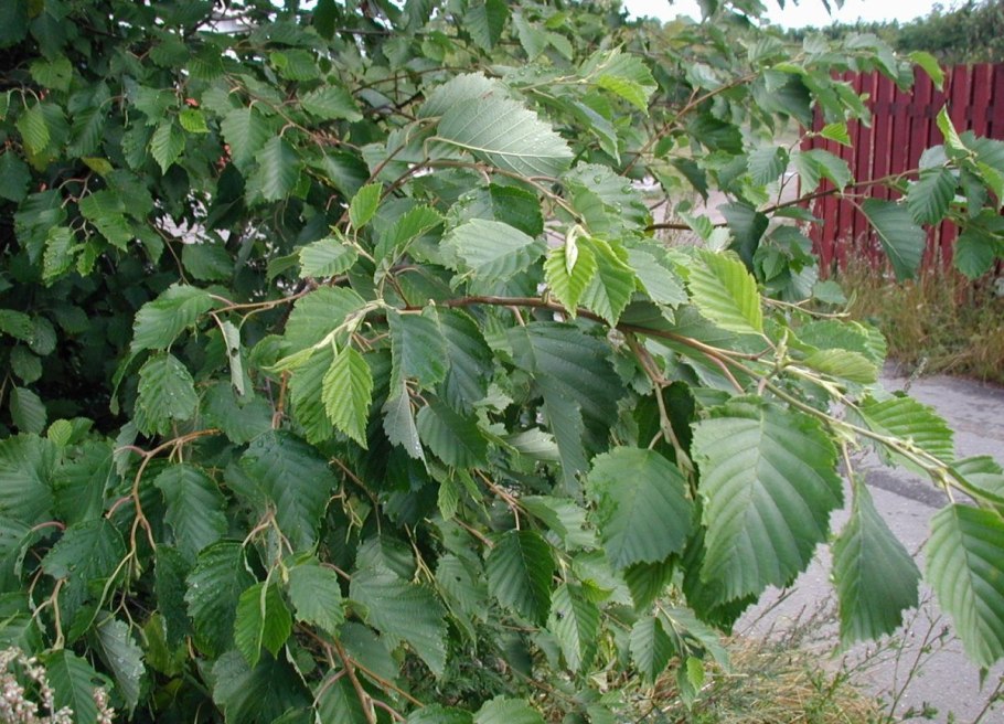 Alnus glutinosa (ольха европейская)
