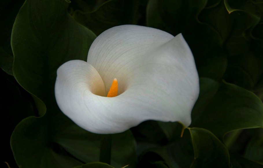 Растения листья Калла