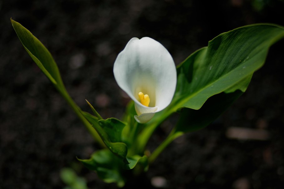 Молодые листья каллы