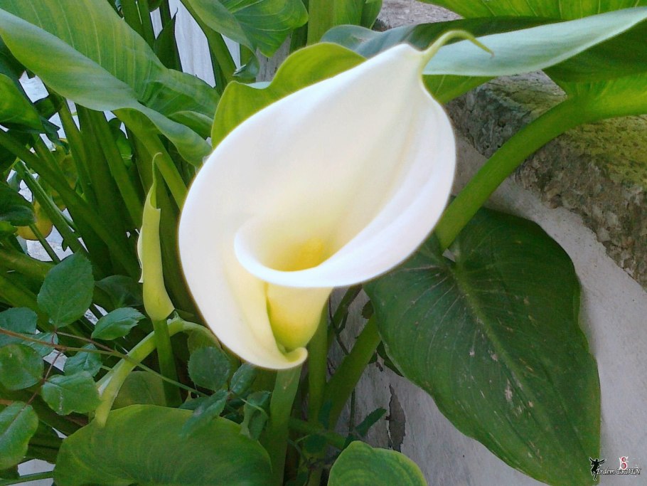 Спатифиллум Калла