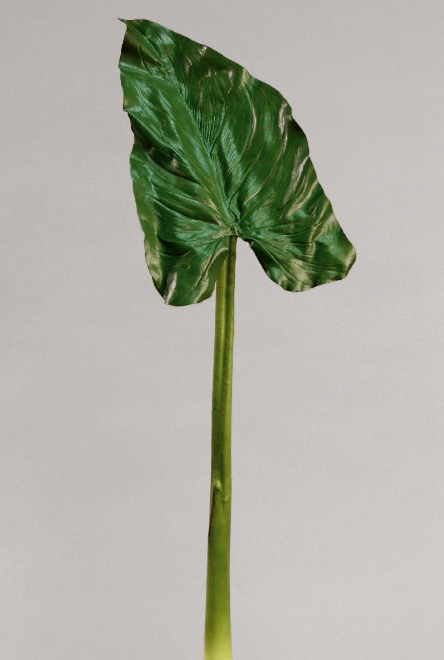 Каллы на прозрачном фоне