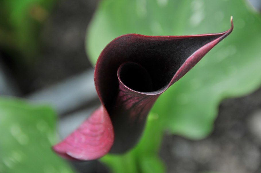 Калла Нэшвиль