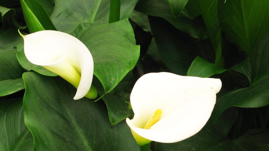 Калла Монте Карло