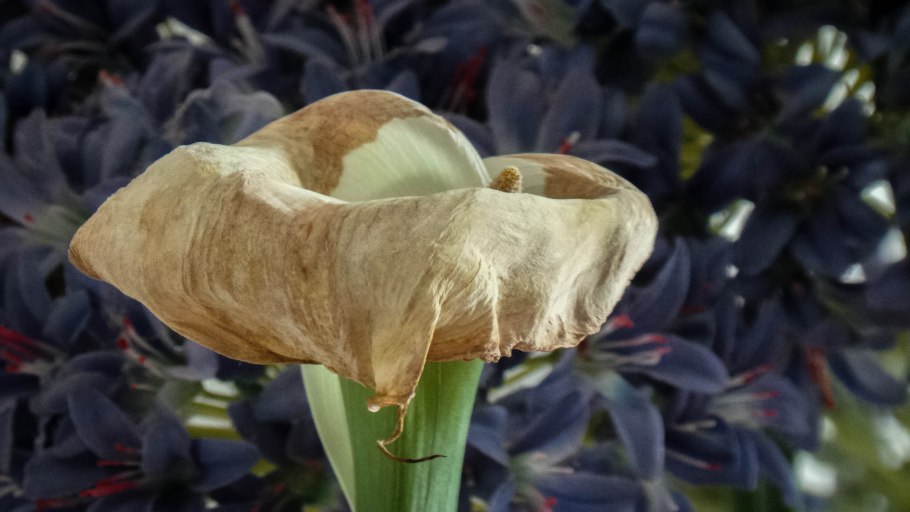 Калла корневищная белая