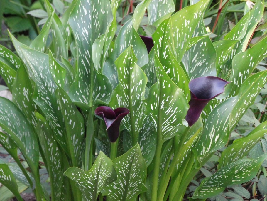 Каллы цветы