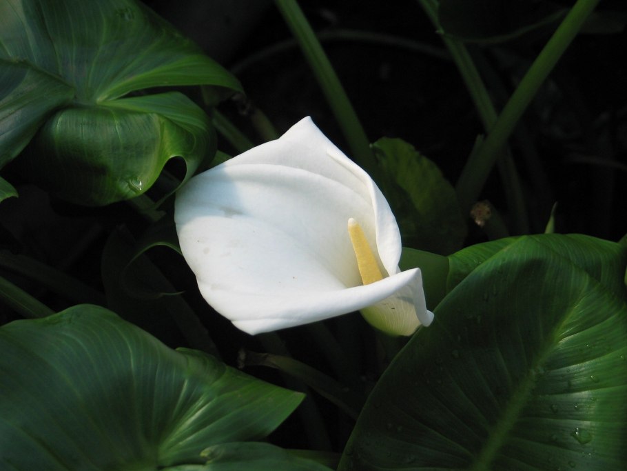 Калла Капитан Морелли