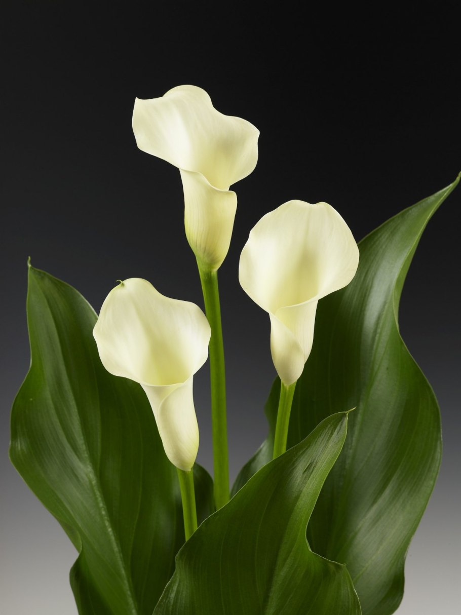 Калла Фламинго