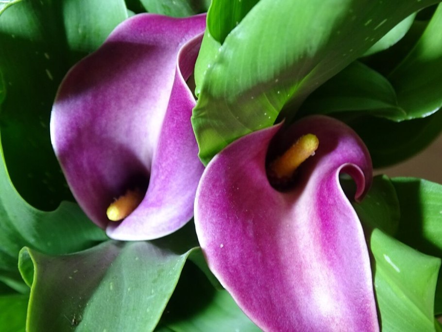 Калла Эксент