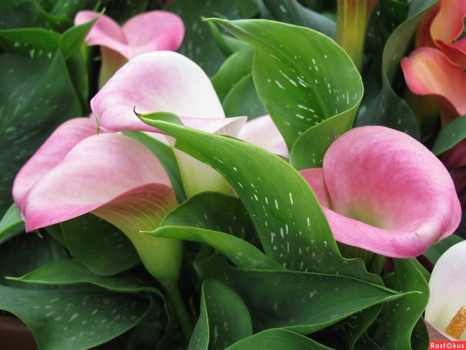 Цветы из листьев кукурузы