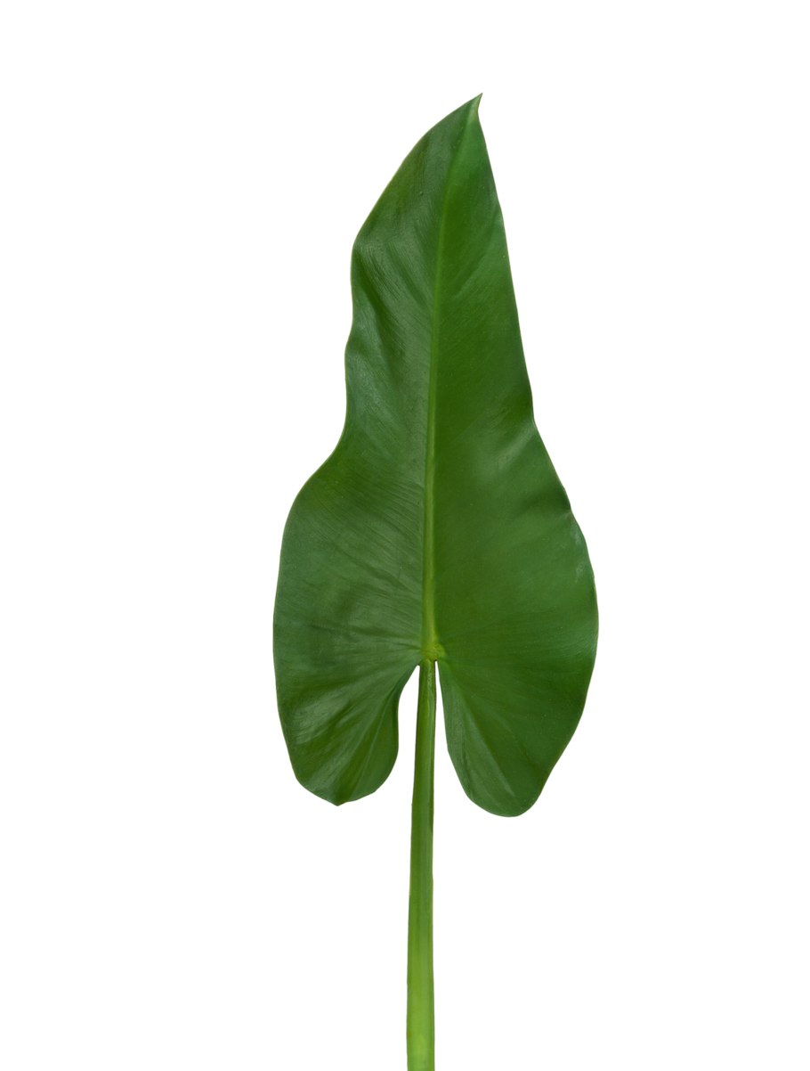 Каллы цветы