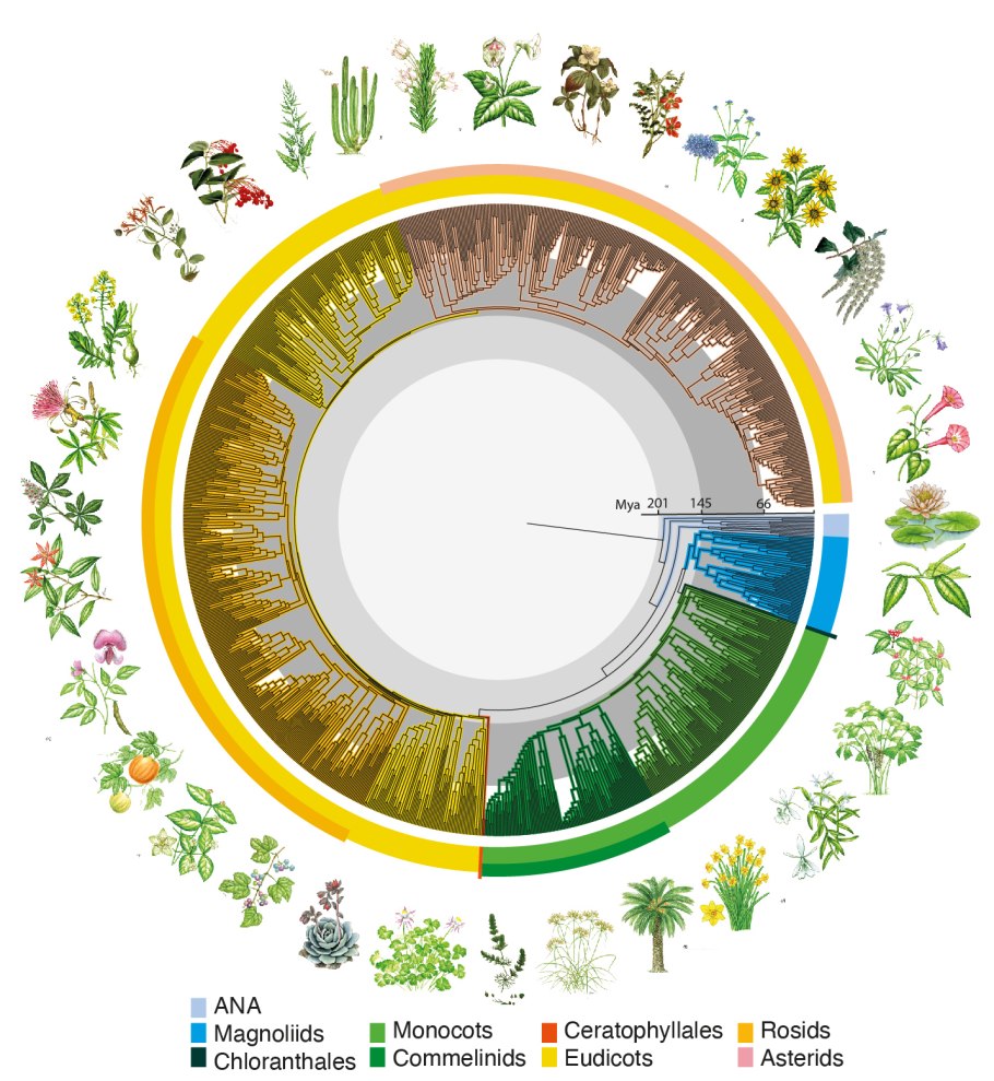 Видовое разнообразие растительности