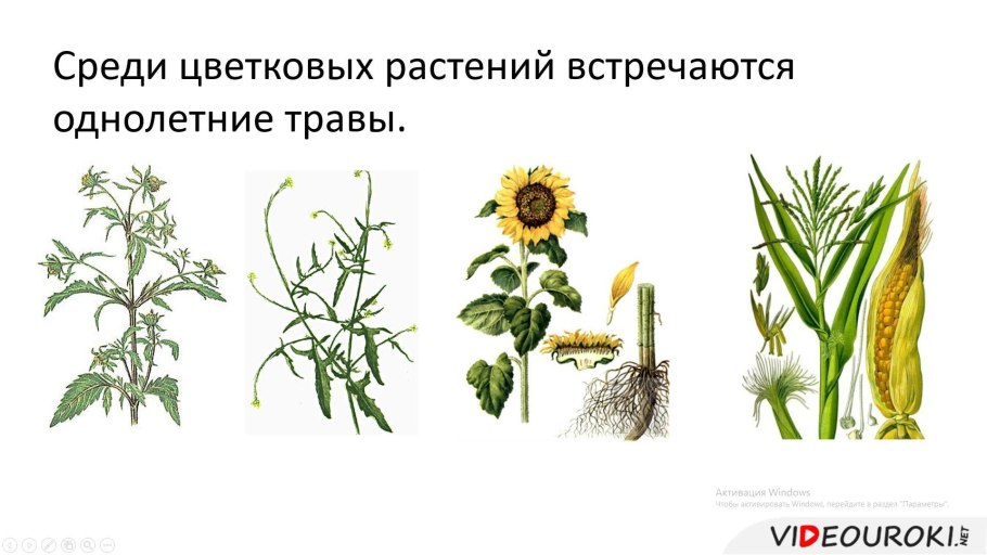 Покрытосеменные фото