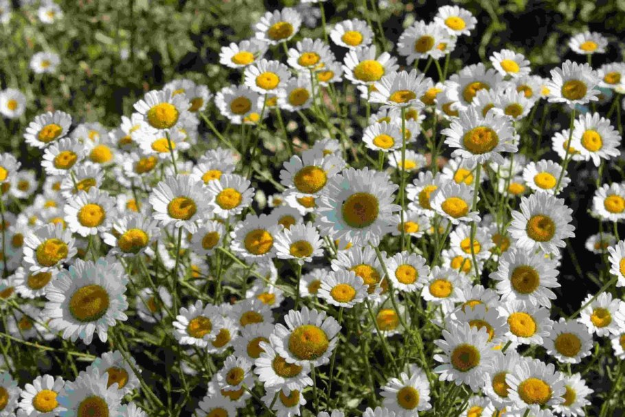 Покрытосеменные растения это цветковые растения