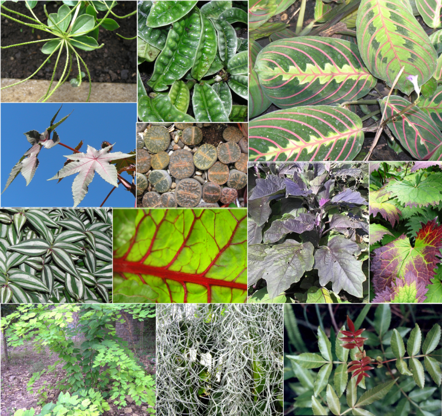 Композиции зеленых насаждений