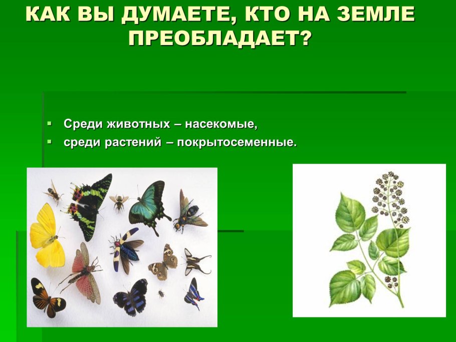 Покрытосеменные растения 5 класс классификация