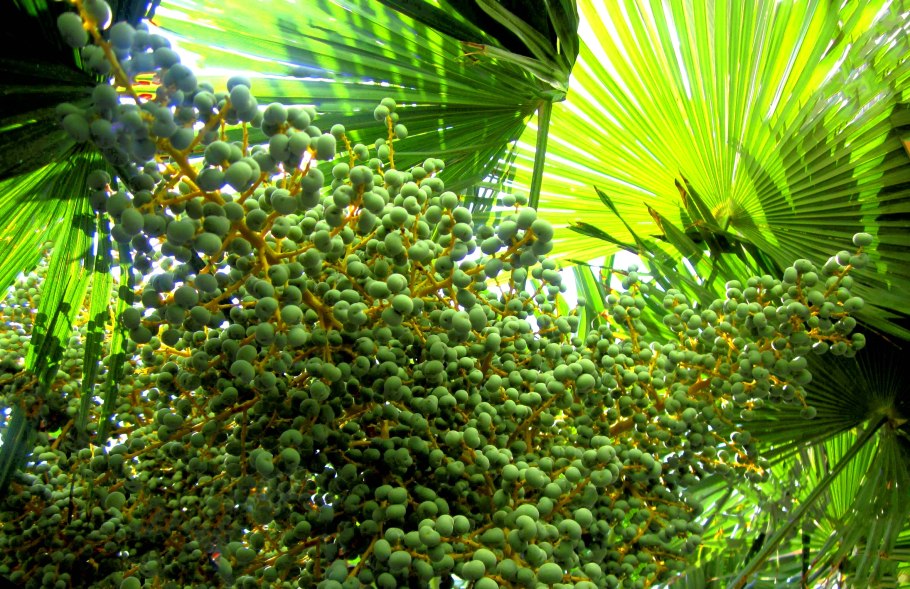 Гидрофиты кувшинка