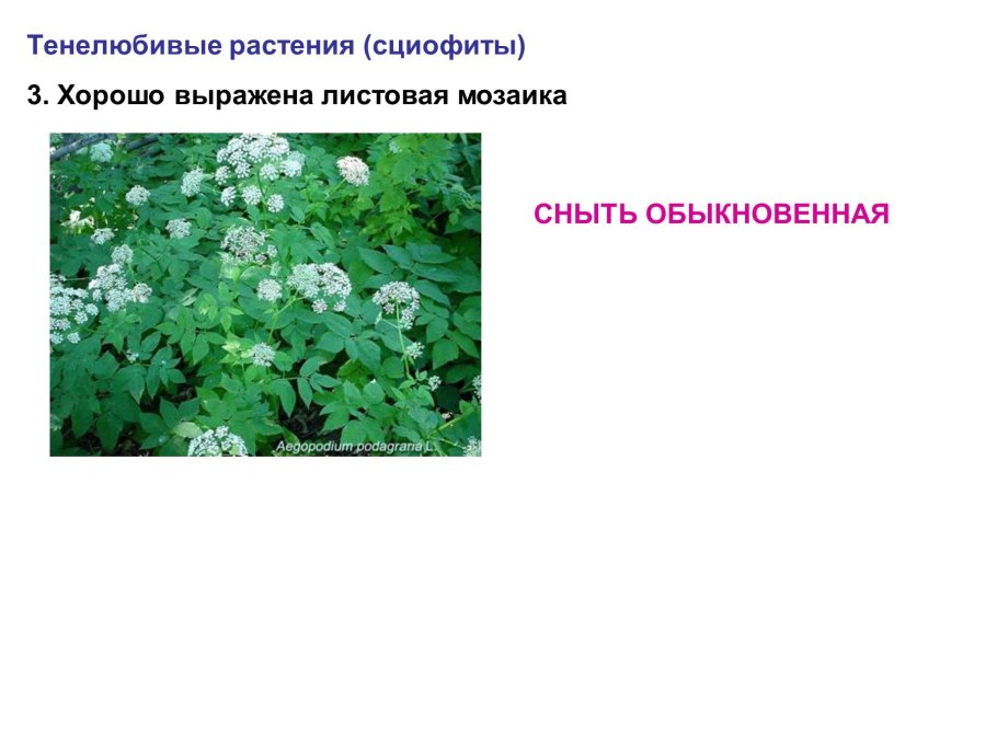 Сциофиты тенелюбивые растения