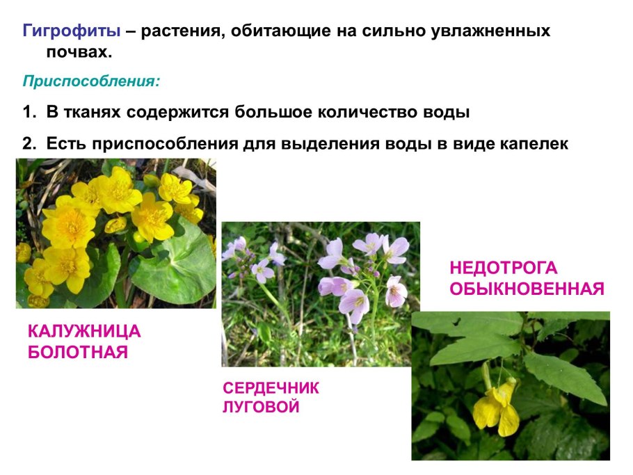 Влаголюбивые растения гигрофиты