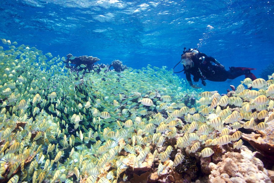 Водоросли келп ламинариевые