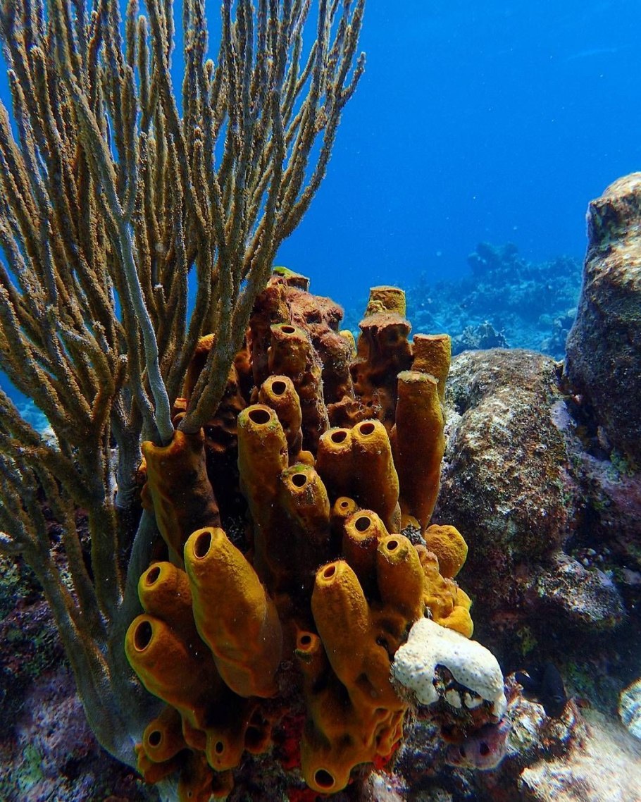 Морской риф в Фиджи