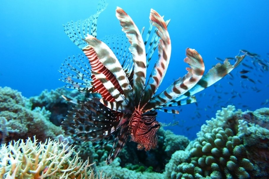 Большой Барьерный риф кораллы