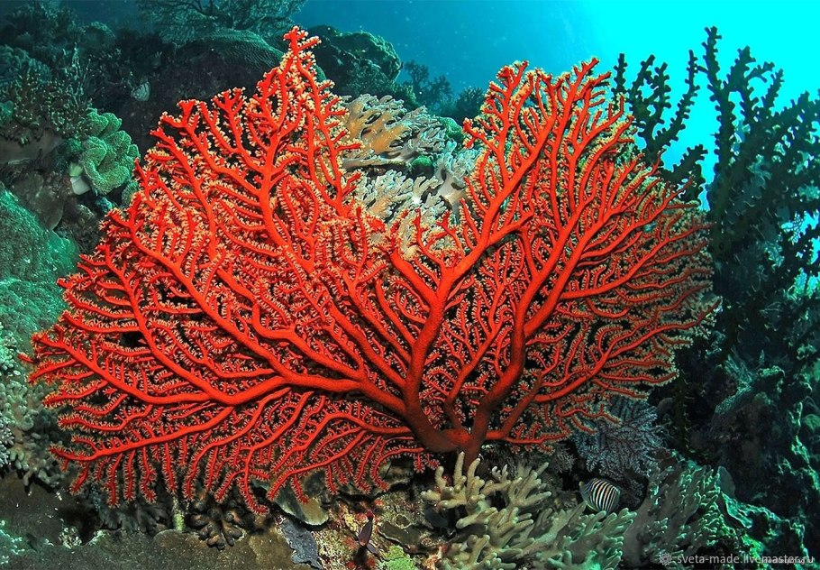 Коралловые рифы Палау