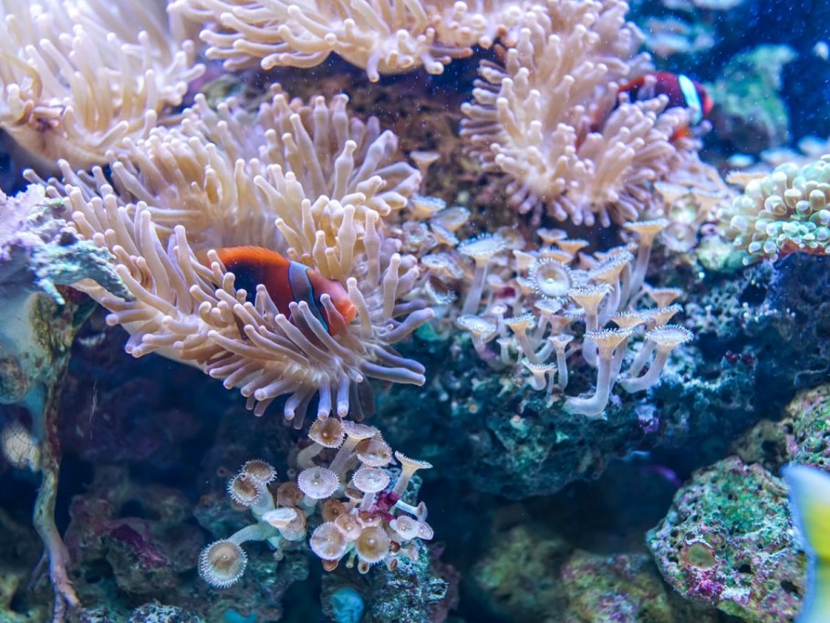 Занзибар коралловые рифы