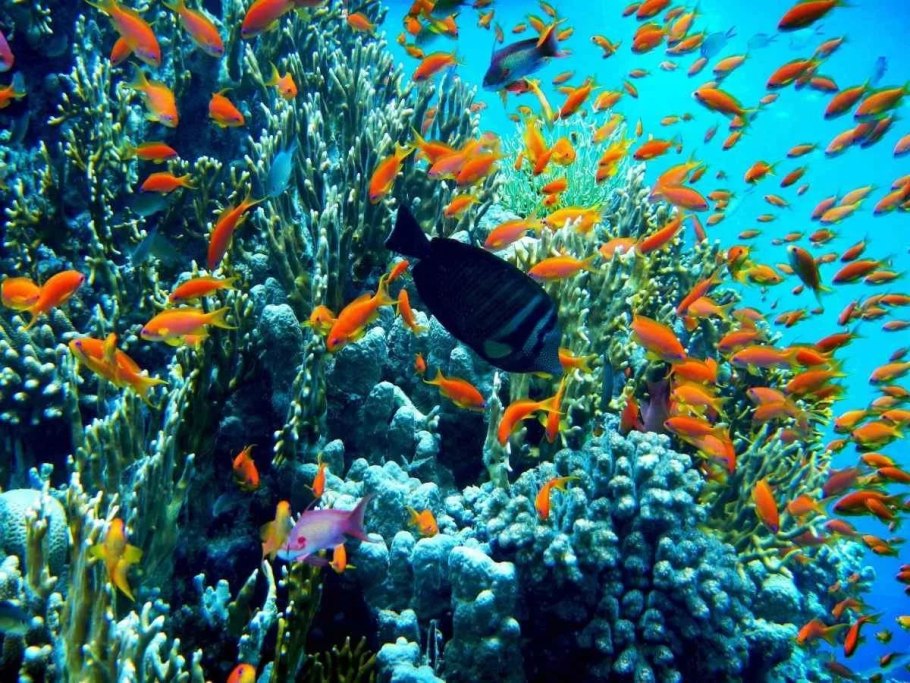 Subnautica лес водорослей