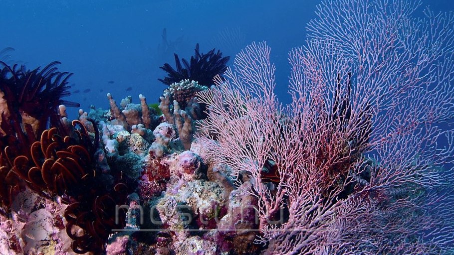 Подводный "лес"(Kelp Forest)