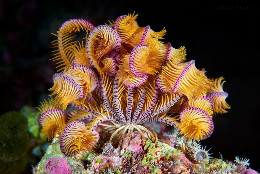 Андаманские острова коралловый риф