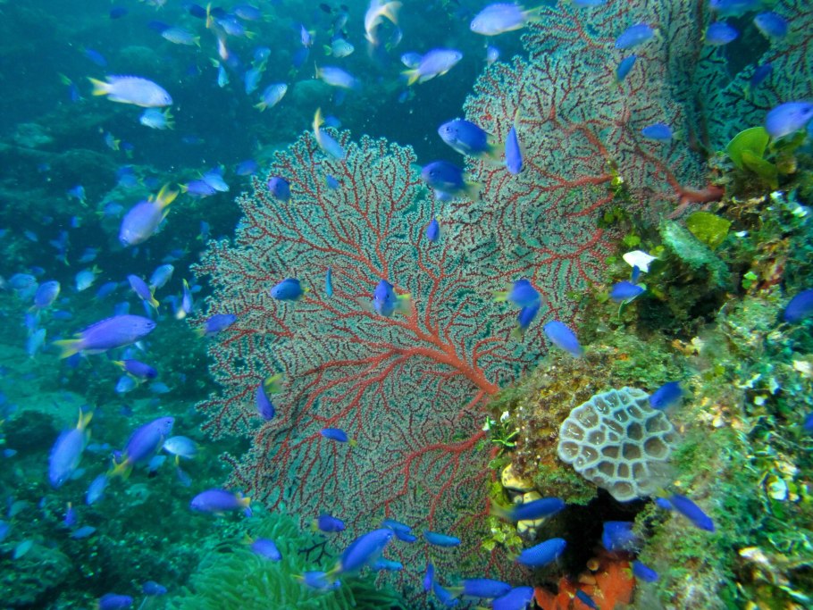 Черепаха океаническая