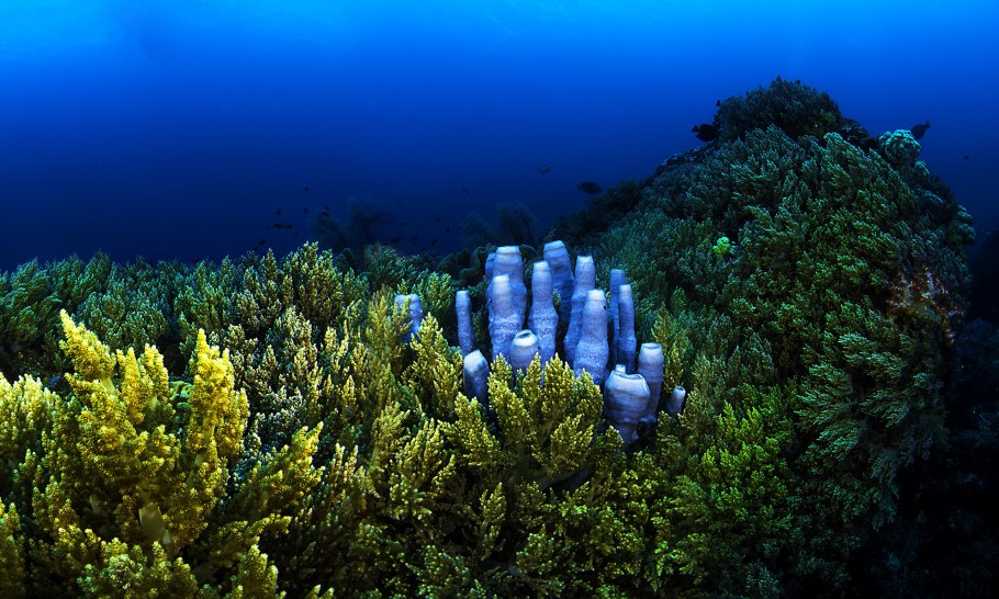 Большой Барьерный риф кораллы