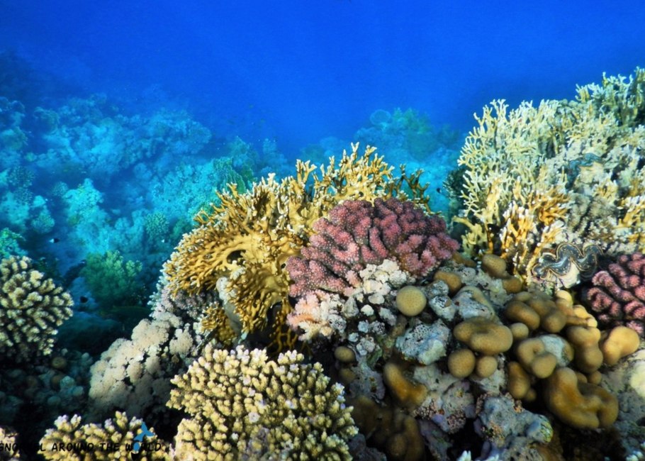 Сент Джонс Антигуа коралловые рифы