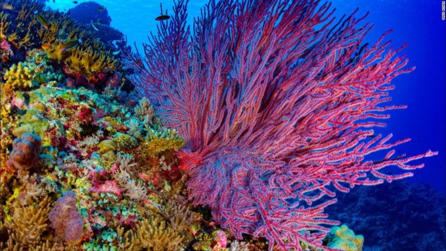 Коралловые рифы красного моря