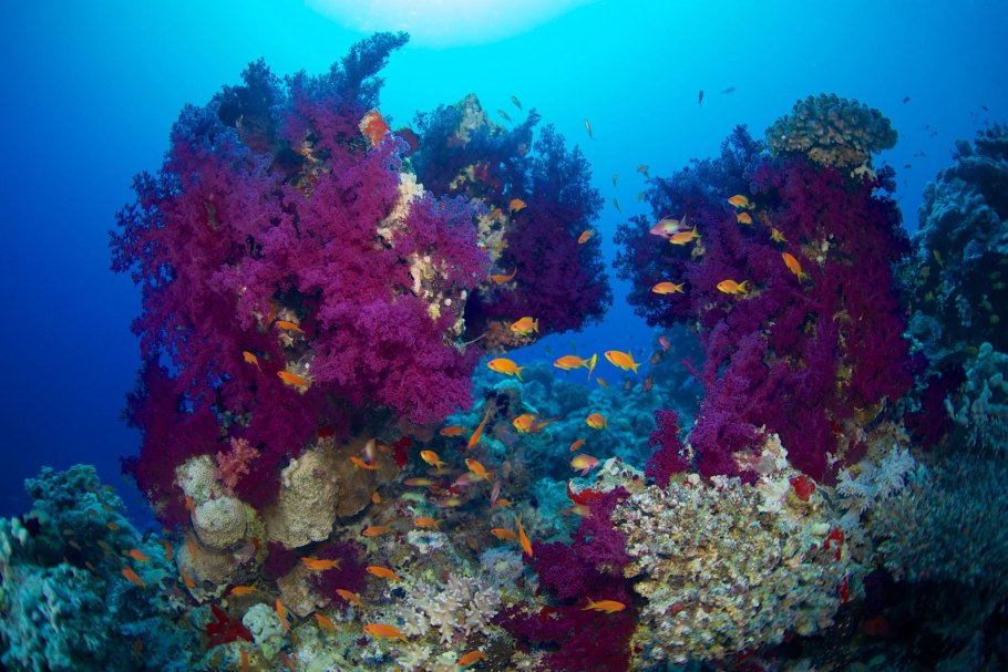 Снорклинг Шарм Эль Шейх