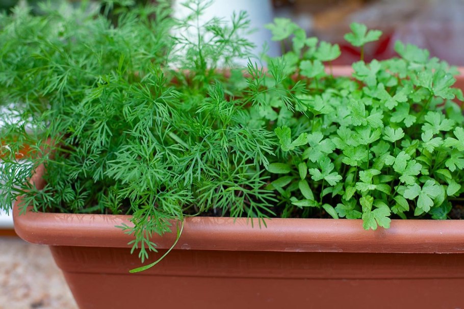 Кинза укроп петрушка на балконе
